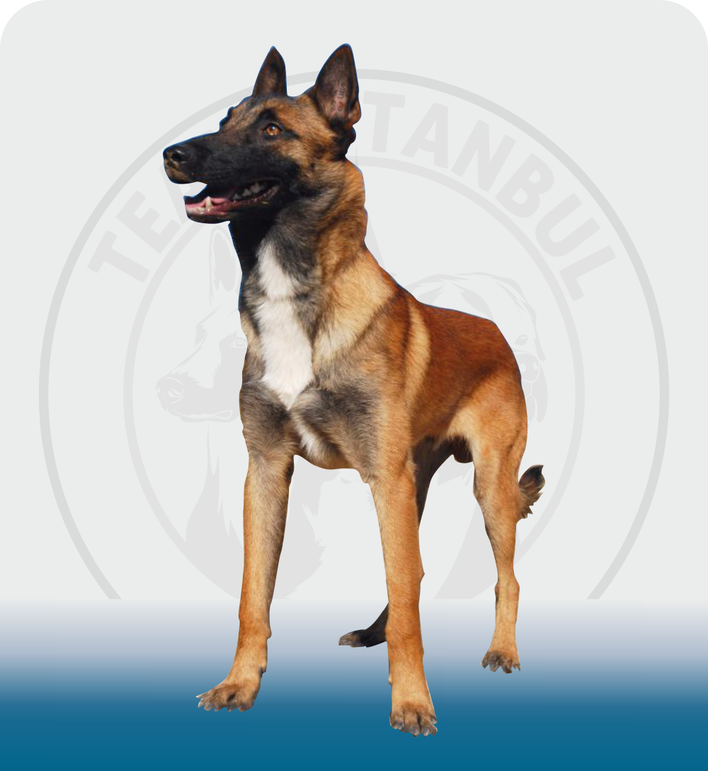 The Belgian Malinois is an intelligent and protective dog breed known for its high energy and willingness to work.