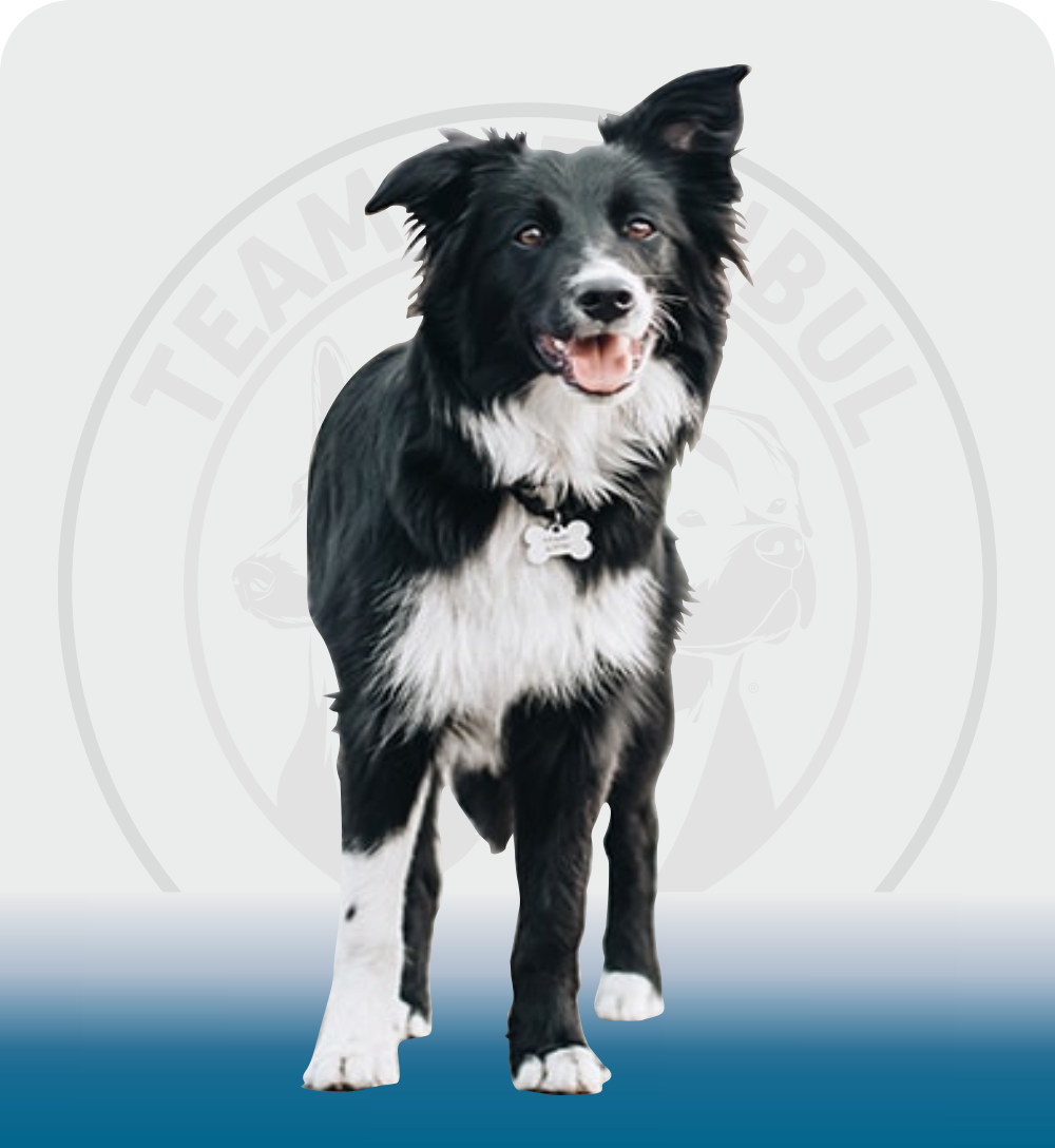 The Border Collie is an energetic and loyal sheepdog breed known for its superior intelligence and working ability.