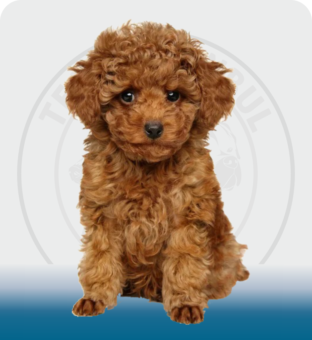 The Poodle is a friendly dog ​​breed known for its intelligent, elegant and hypoallergenic coat.