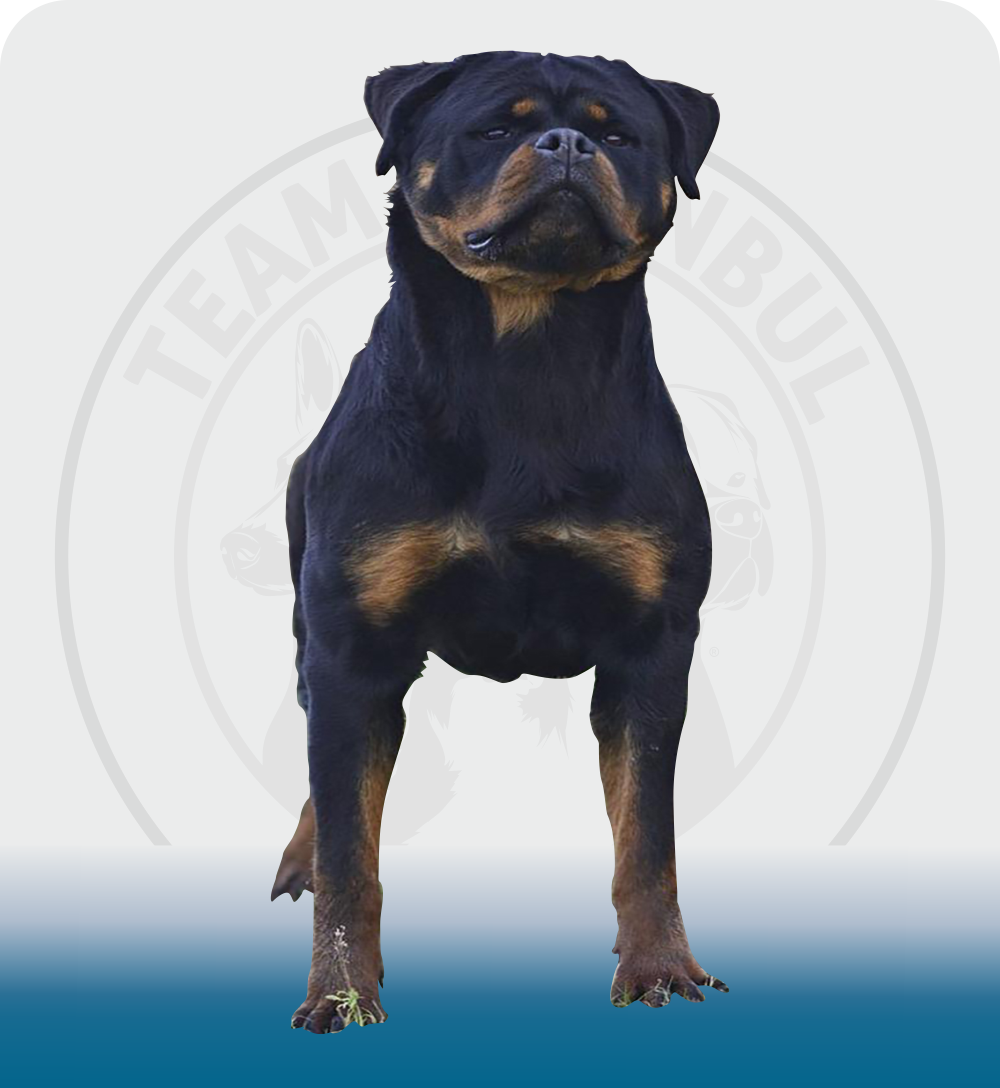 The Rottweiler is a loyal and intelligent dog breed known for its strong and protective nature.