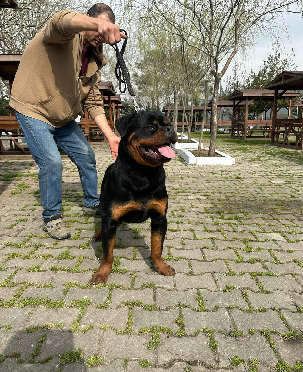 Istanbul Dog Farm - Dog Breeds - Lucky Rumarotts